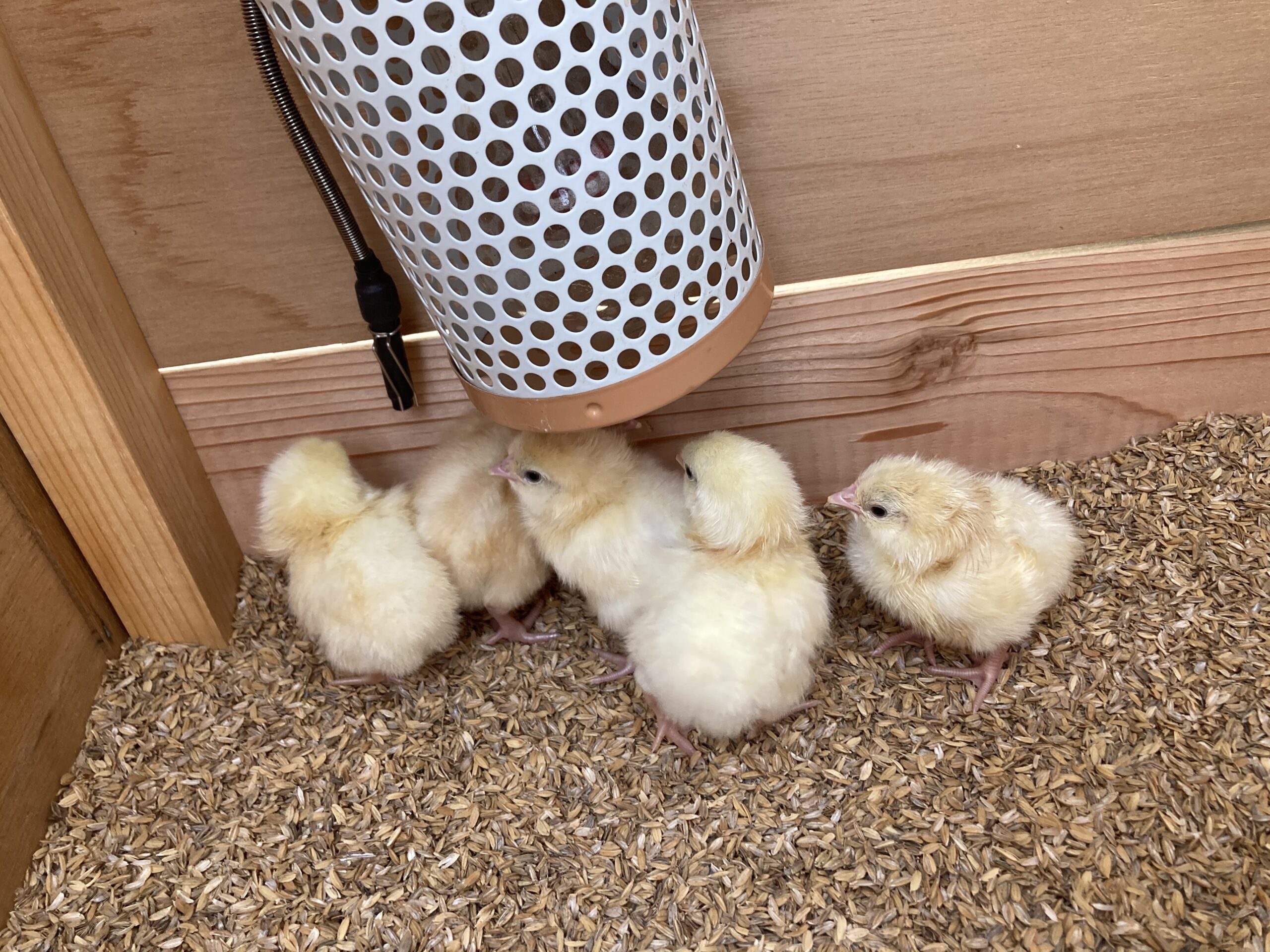 ひよこが産まれました❗ - はちみつ不動産